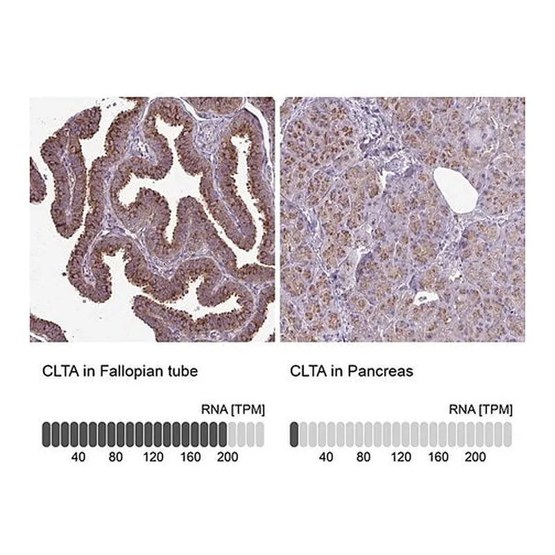 Merck Anti-CLTA antibody produced in rabbit