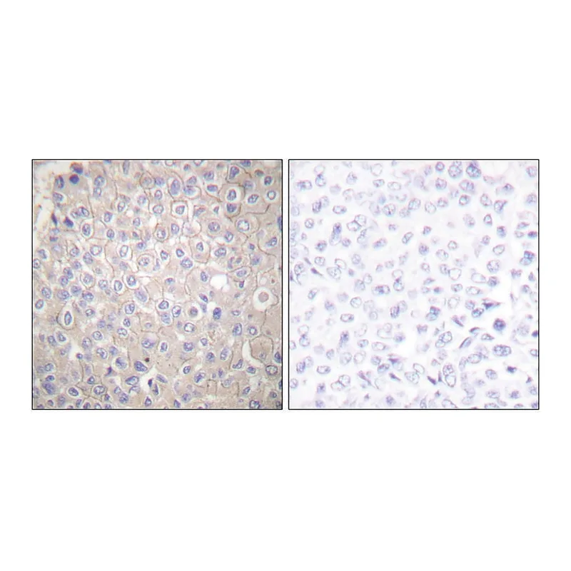 Merck Anti-E-cadherin antibody produced in rabbit