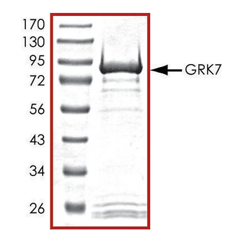 Merck GRK7, active, GST tagged human