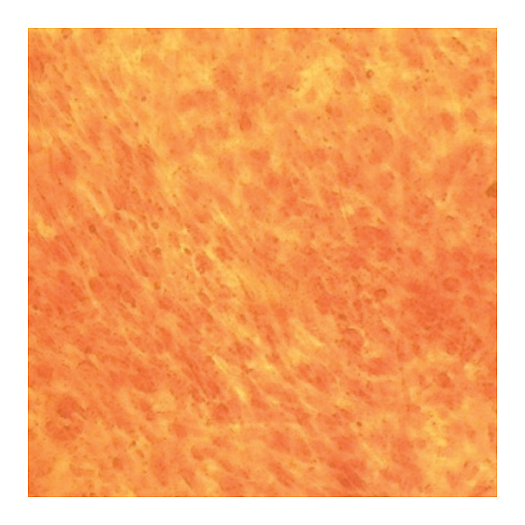 Himedia HiPer® Teaching Kit for Osteogenic Differentiation and Staining