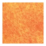 Himedia HiPer® Teaching Kit for Osteogenic Differentiation and Staining