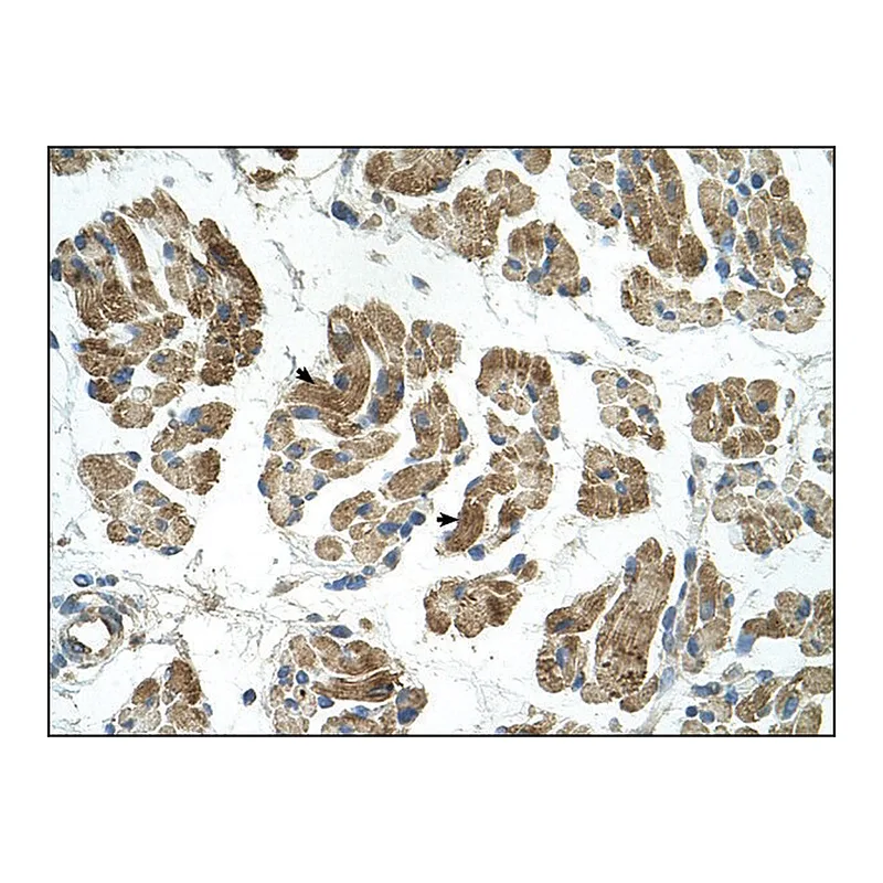 Merck Anti-RHOT1 antibody produced in rabbit