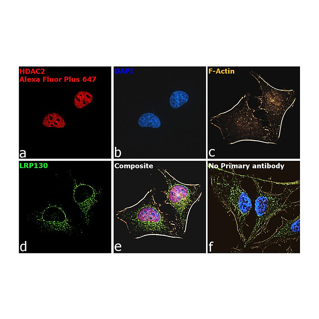 Thermo Fisher Scientific Goat anti-Mouse IgG (H+L) Superclonal Secondary Antibody, Alexa Fluor Plus 647