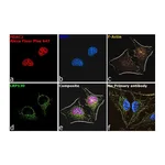 Thermo Fisher Scientific Goat anti-Mouse IgG (H+L) Superclonal Secondary Antibody, Alexa Fluor Plus 647