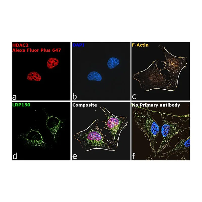 Thermo Fisher Scientific Goat anti-Mouse IgG (H+L) Superclonal Secondary Antibody, Alexa Fluor Plus 647