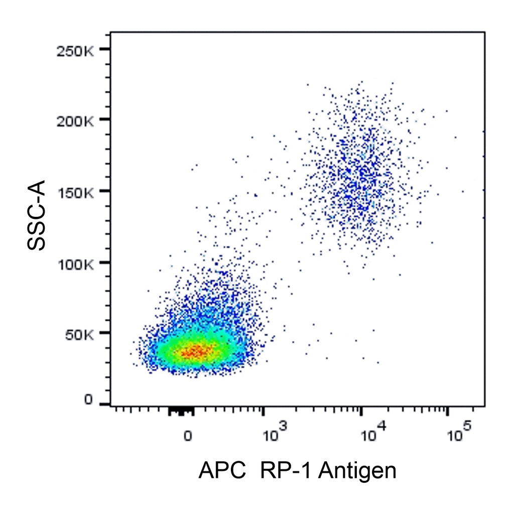 BD APC Mouse Anti-Rat RP-1 Antigen