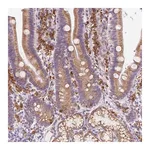Merck Anti-DDOST antibody produced in rabbit