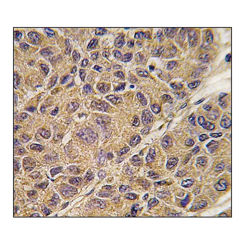 Merck Anti-APOC3 (C-term) antibody produced in rabbit
