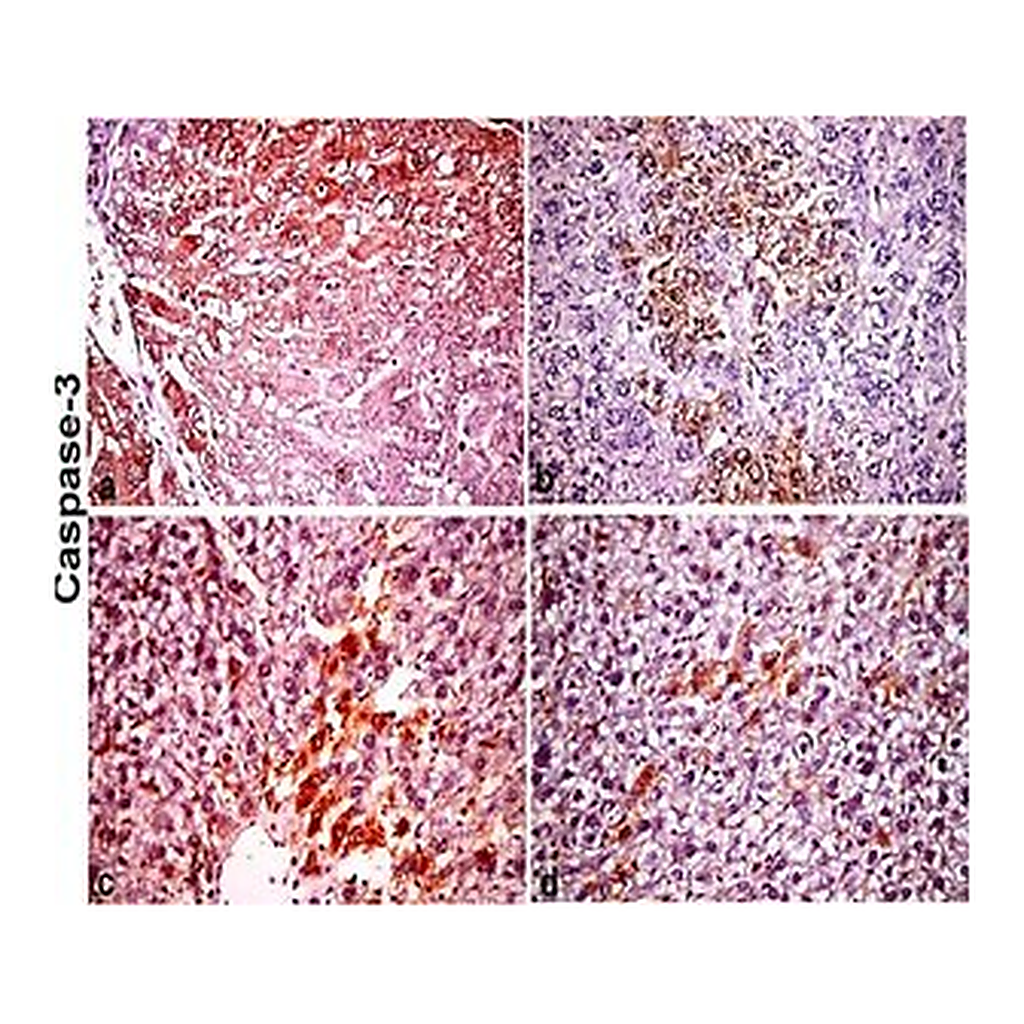 Merck ANTI-MOUSE IGG (WHOLE MOLECULE)        &