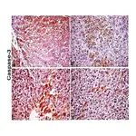 Merck ANTI-MOUSE IGG (WHOLE MOLECULE) &