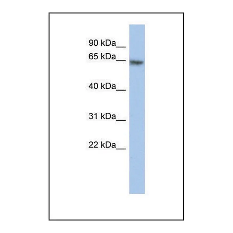 Merck Anti-PAX7 antibody produced in rabbit