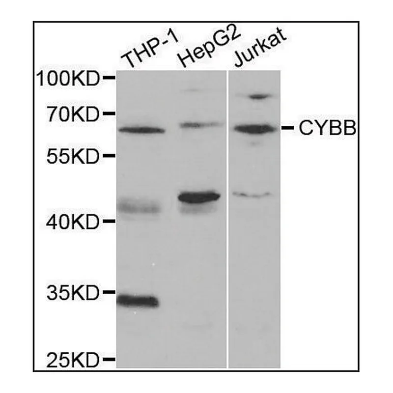 Merck Anti-CYBB antibody produced in rabbit