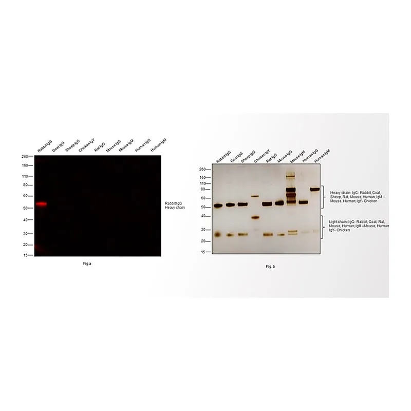 Thermo Fisher Scientific F(ab`)2-Goat anti-Rabbit IgG (H+L) Cross-Adsorbed Secondary Antibody, Alexa Fluor 546