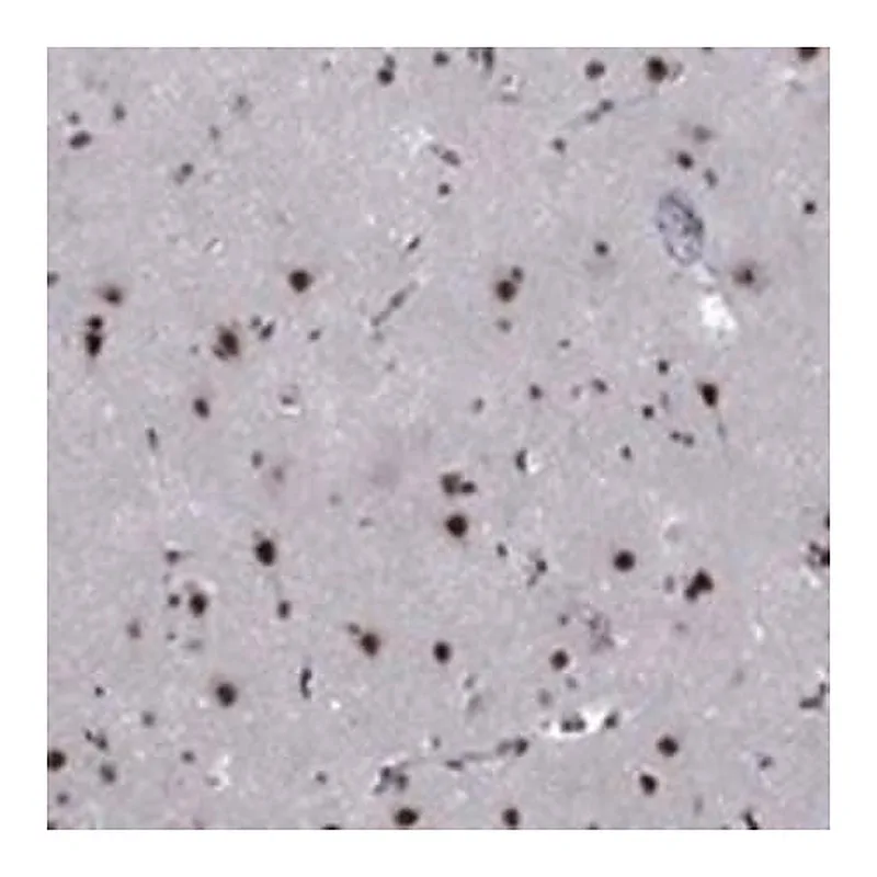 Merck Anti-FYTTD1 antibody produced in rabbit