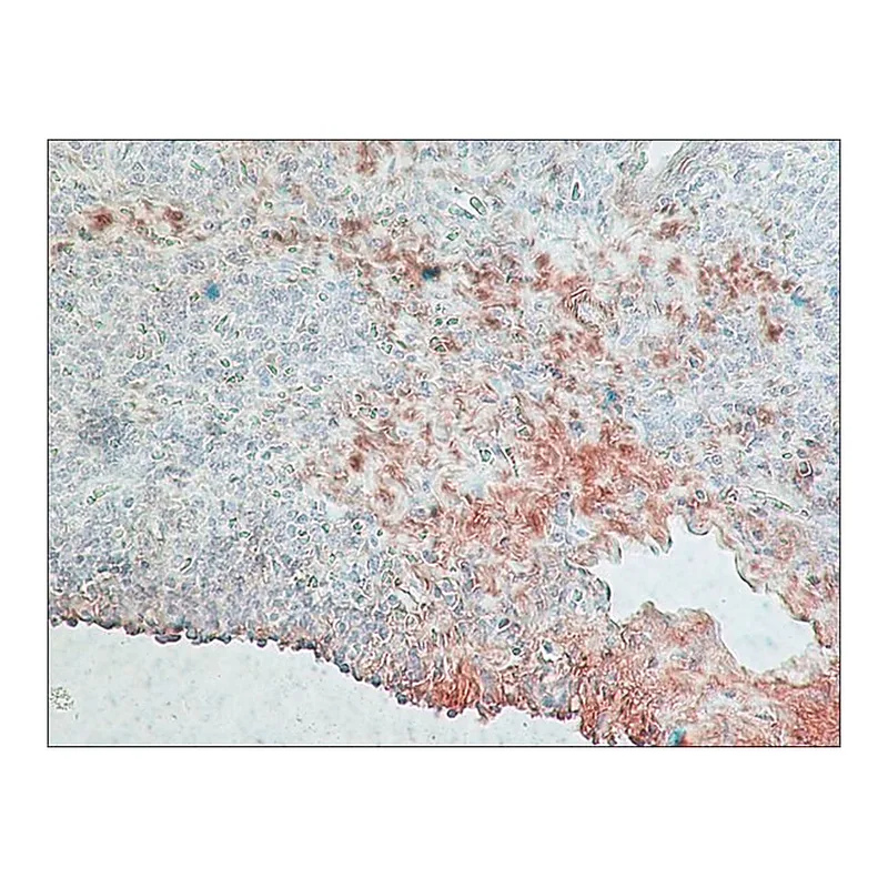 Merck Monoclonal Anti-Rabbit Immunoglobulins-Peroxidase antibody produced in mouse