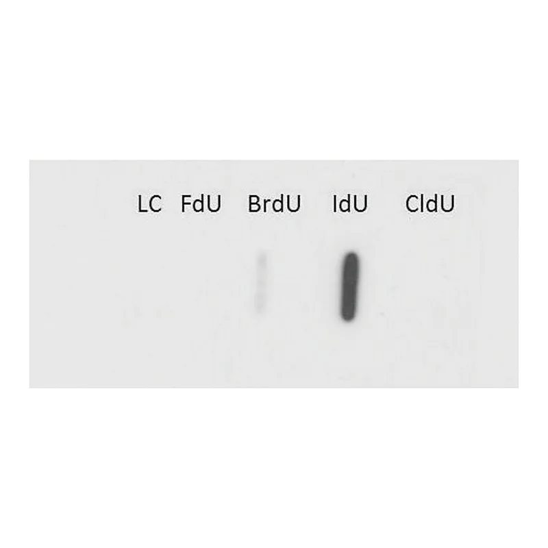 Merck Monoclonal Anti-IdU antibody produced in mouse