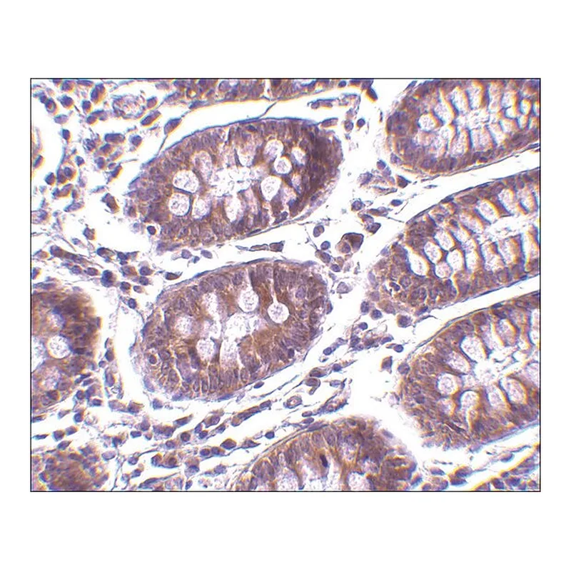 Merck Anti-MICA antibody produced in rabbit