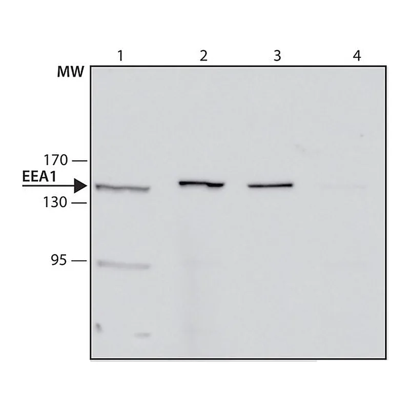 Merck Anti-EEA1 antibody, Mouse monoclonal