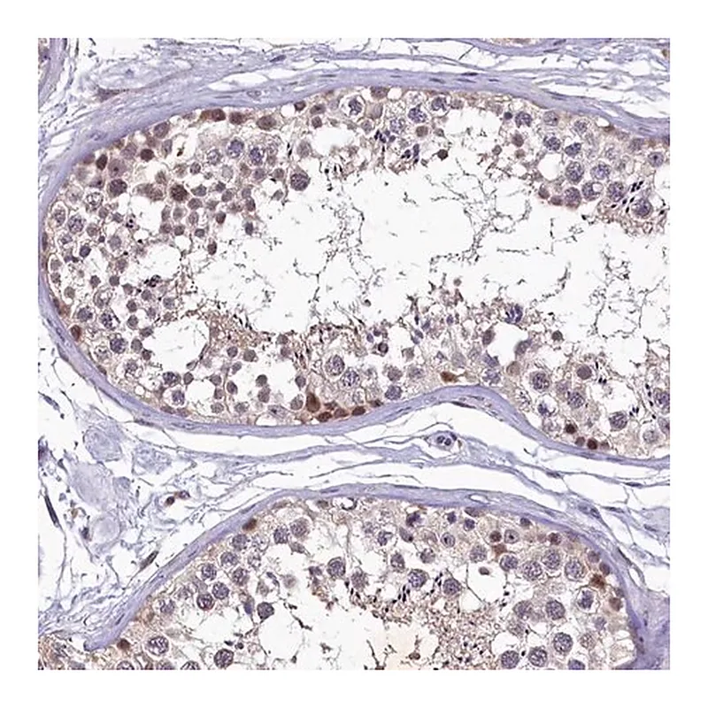 Merck Anti-LATS2 antibody produced in rabbit
