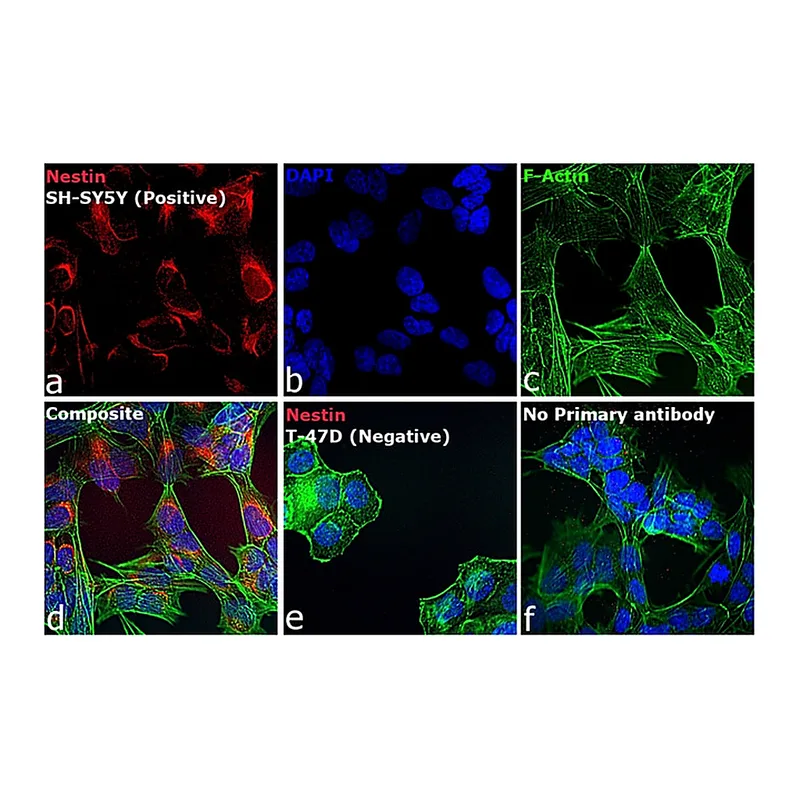 Thermo Fisher Scientific Goat anti-Mouse IgG (H+L) Highly Cross-Adsorbed Secondary Antibody, Alexa Fluor 680