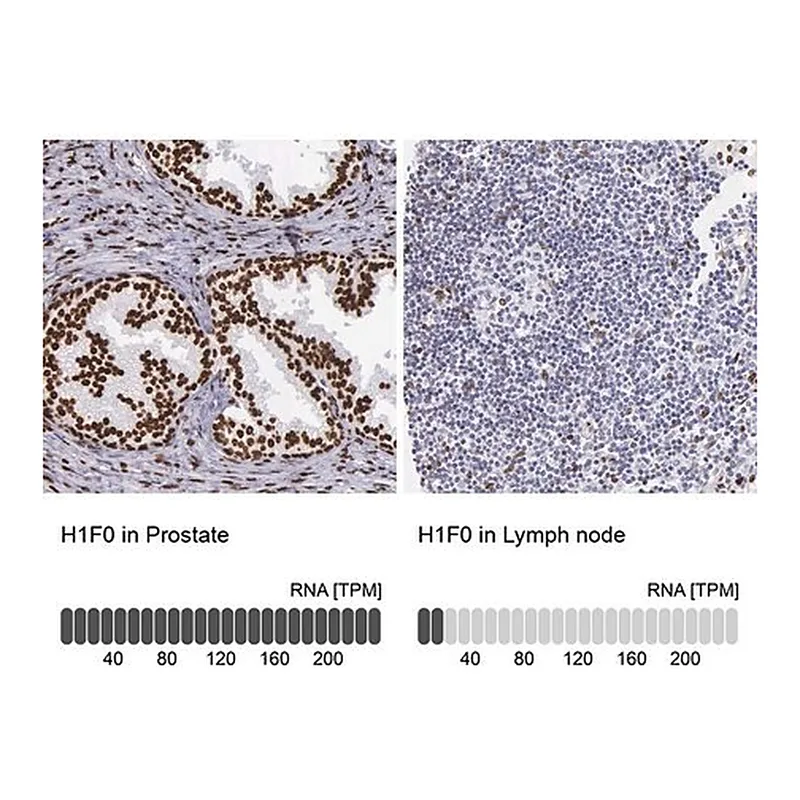 Merck Anti-H1F0 antibody produced in rabbit