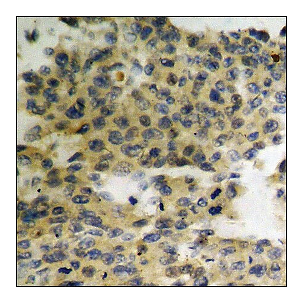 Merck Anti-phospho-HER3 (pTyr1289) antibody produced in rabbit