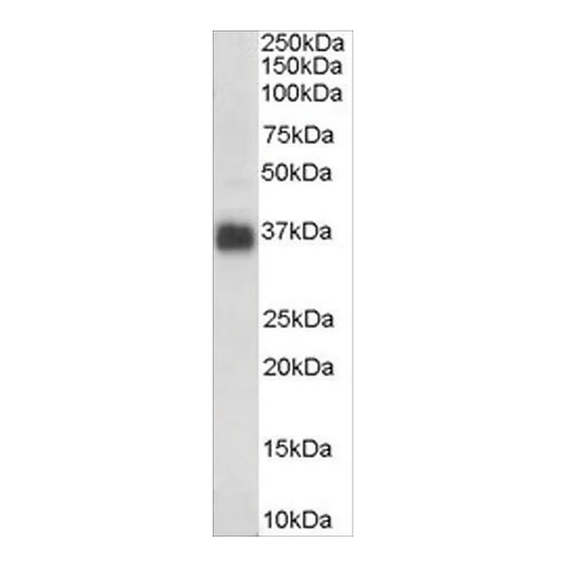 Merck Anti-Clusterin/APOJ (AB1) antibody produced in goat