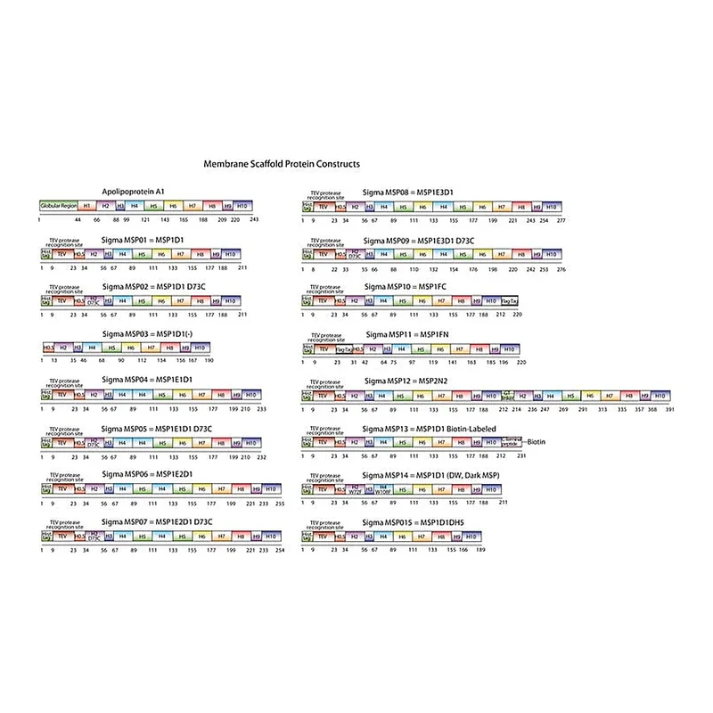 Merck Membrane Scaffold Protein 1D1