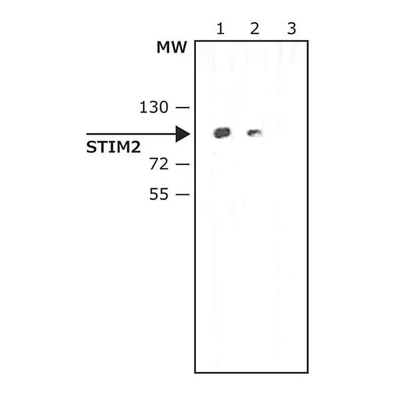 Merck Anti-STIM2 antibody produced in rabbit