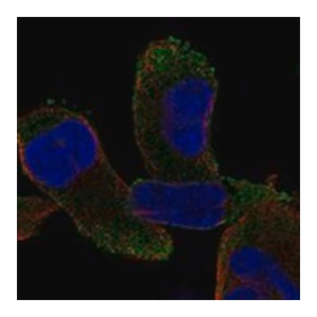 Merck Anti-CPZ antibody produced in rabbit