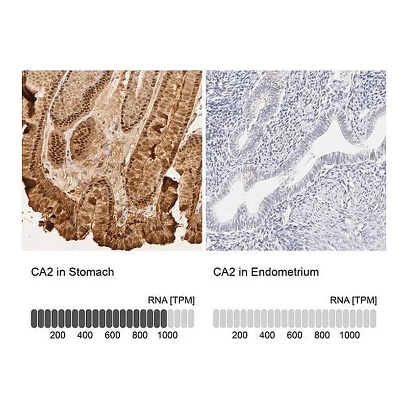 Merck Anti-CA2 antibody produced in rabbit