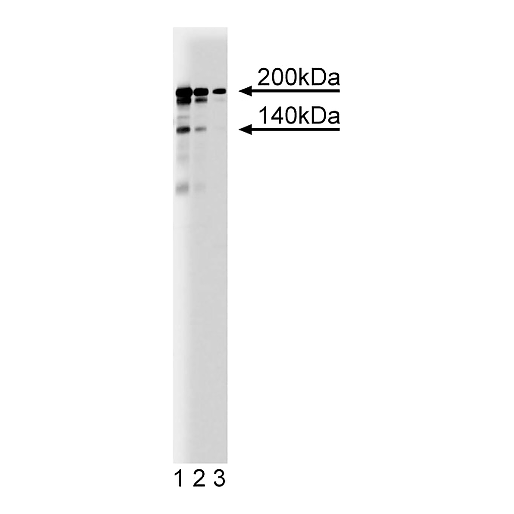 BD Purified Mouse Anti-Intersectin/ESE-1