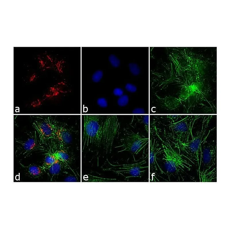 Thermo Fisher Scientific Chicken anti-Rabbit IgG (H+L) Secondary Antibody, TRITC