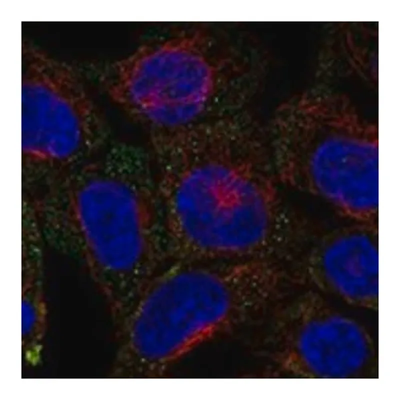 Merck Anti-SYTL4 antibody produced in rabbit