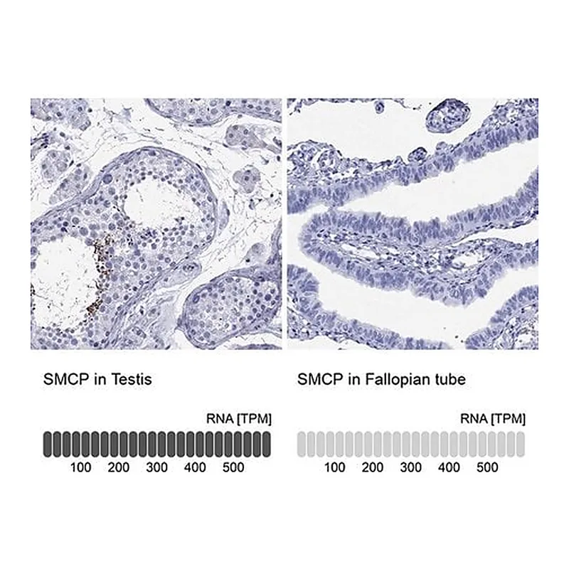 Merck Anti-SMCP antibody produced in rabbit