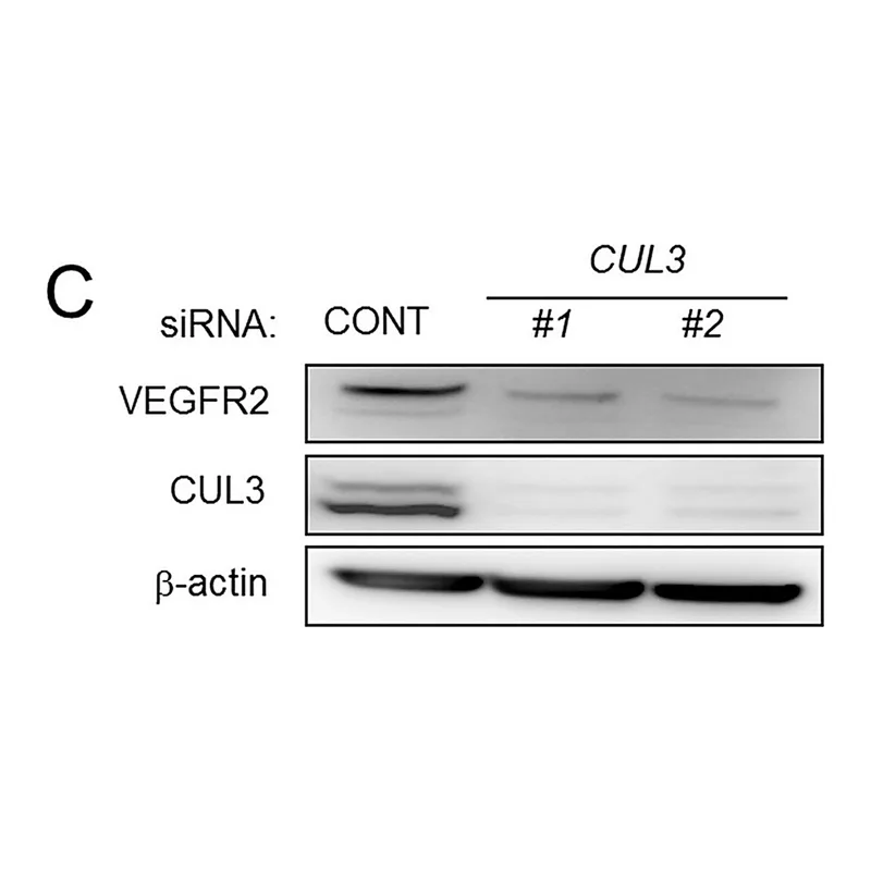 Merck Anti-Cullin 3 antibody ,Mouse monoclonal