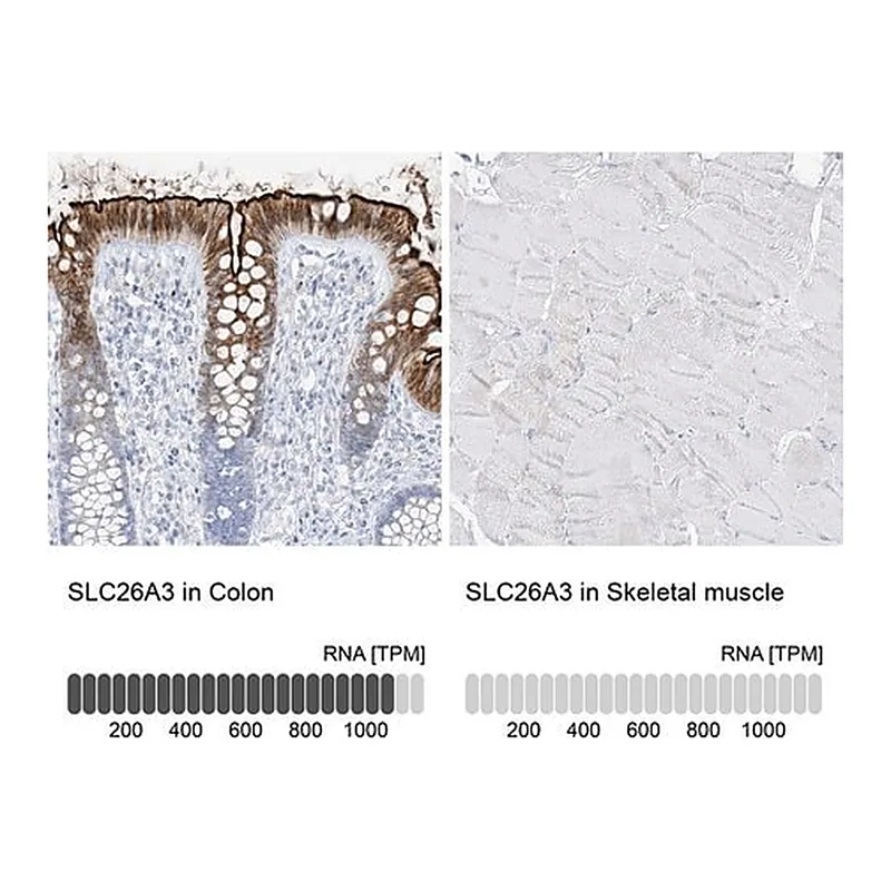 Merck Anti-SLC26A3 antibody produced in rabbit