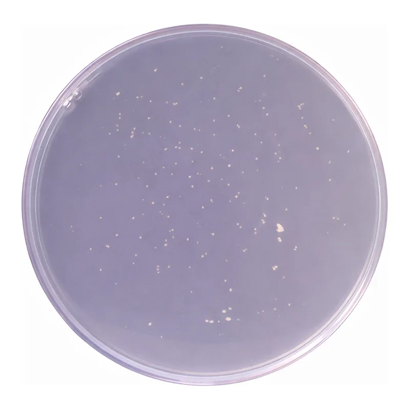 Himedia Lactobacillus MRS Agar, Granulated (MRS Agar, Granulated)