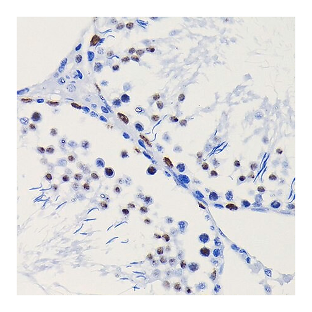 Merck Anti- HDAC1 antibody produced in rabbit
