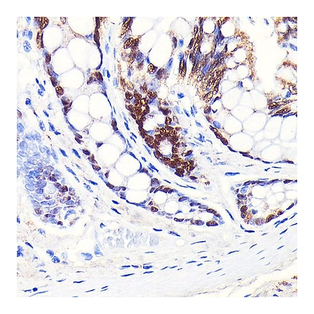 Merck Anti-CDX2 antibody produced in rabbit