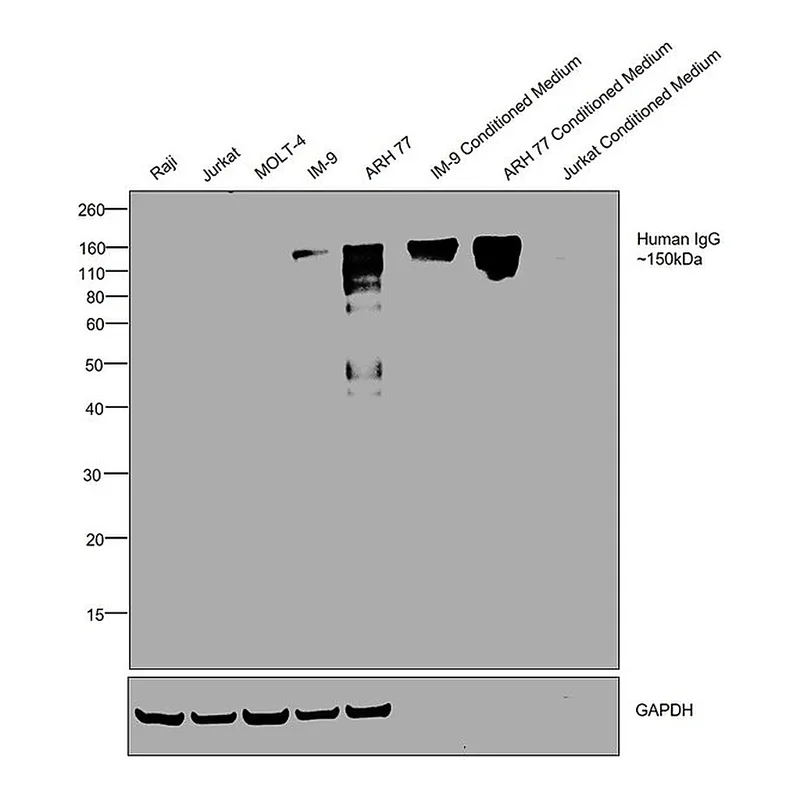 Thermo Fisher Scientific Goat anti-Human IgG Fc Secondary Antibody, HRP