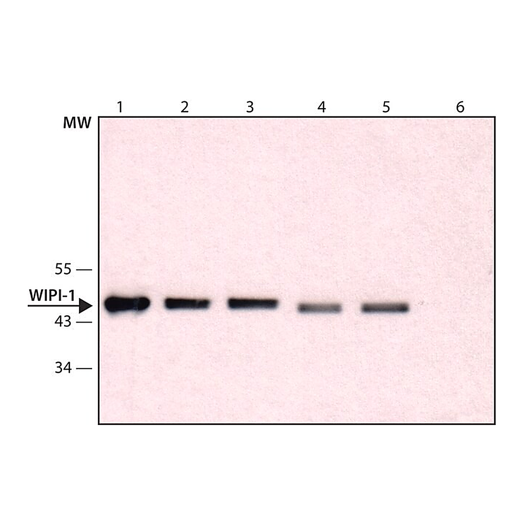 Merck Anti-WIPI-1 (C-terminal) antibody produced in rabbit