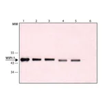 Merck Anti-WIPI-1 (C-terminal) antibody produced in rabbit