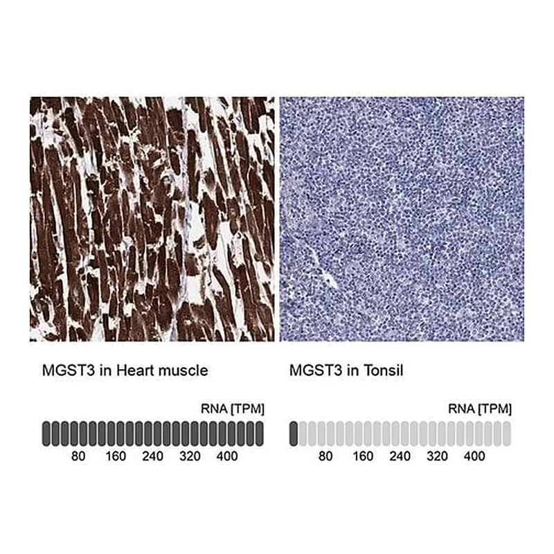 Merck Anti-MGST3 antibody produced in rabbit