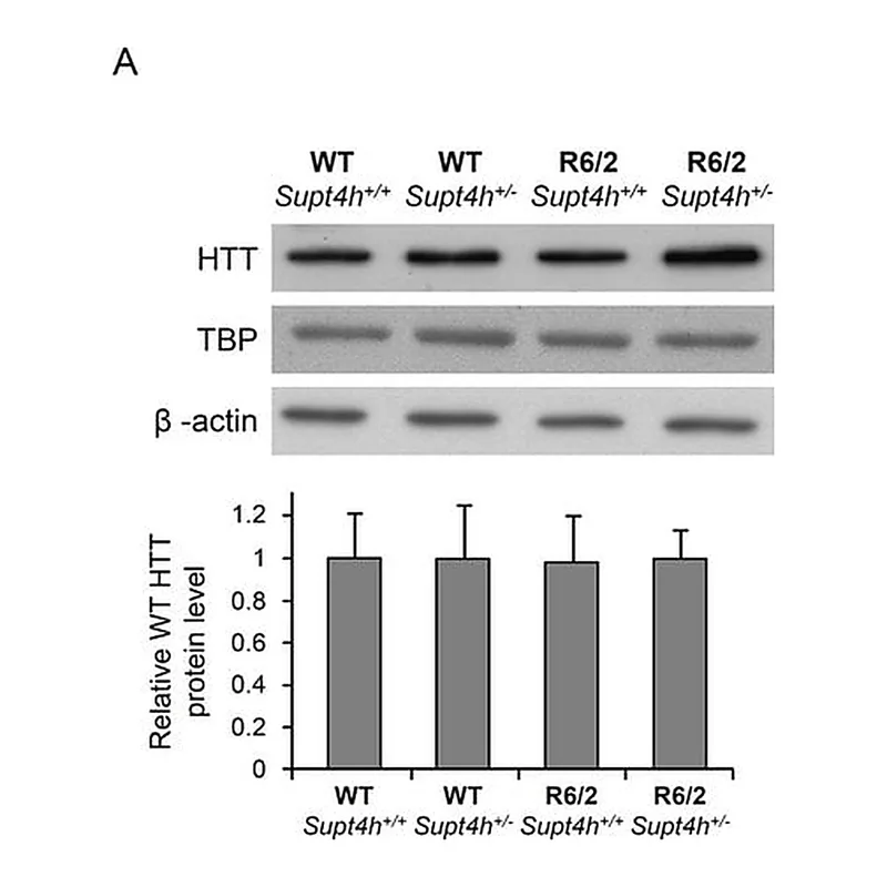 Merck Anti -TBP antibody, Mouse monoclonal