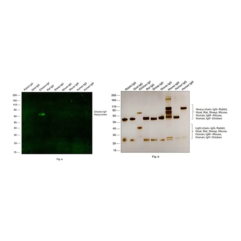 Thermo Fisher Scientific Donkey anti-Chicken IgY (H+L) Secondary Antibody, FITC