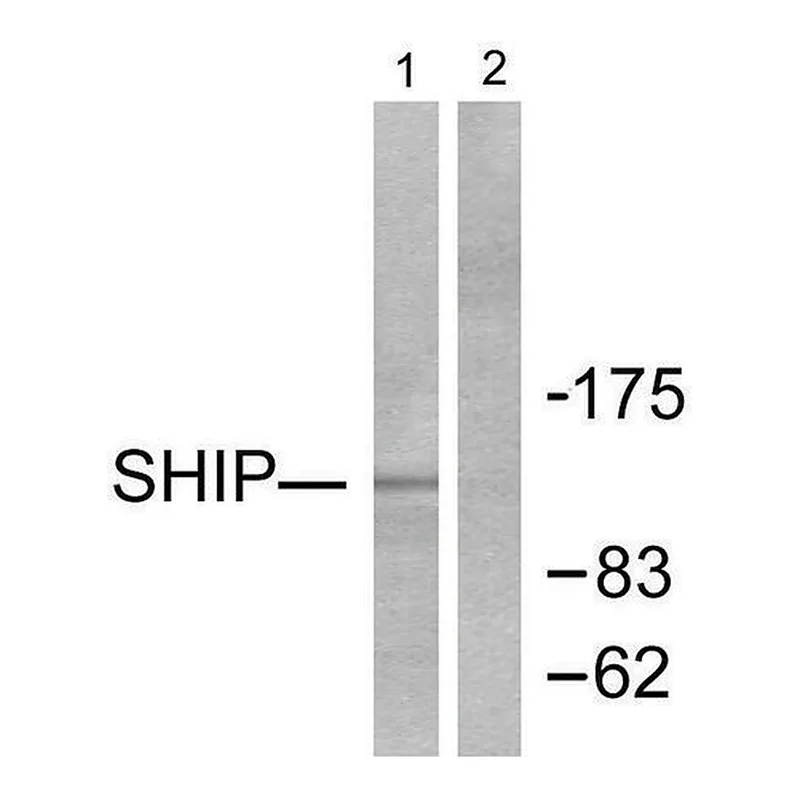 Merck Anti-SHIP1 antibody produced in rabbit