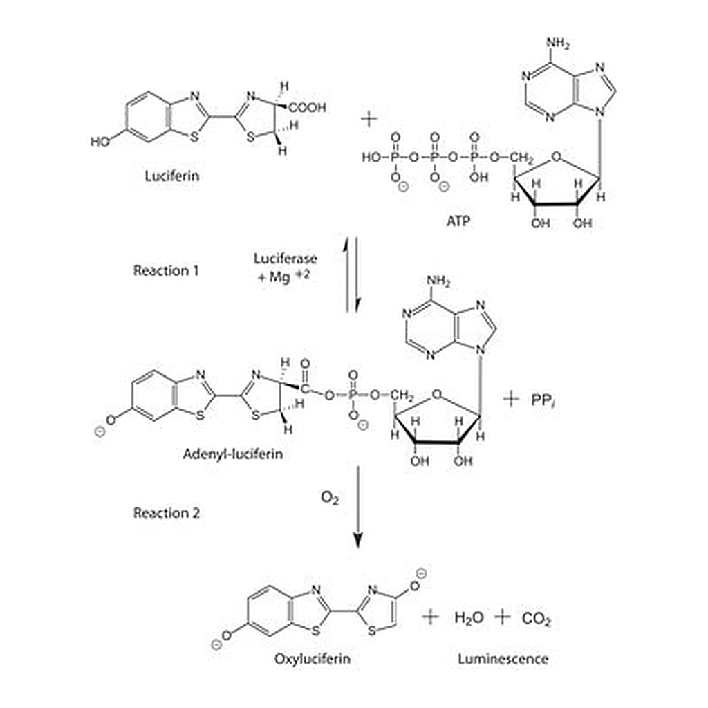 Merck ADENOSINE 5``-TRIPHOSPHATE BIOLUMINESCEN&
