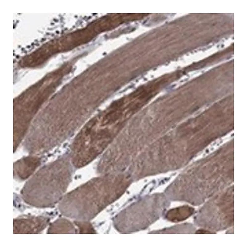 Merck Anti-HSPB2 antibody produced in rabbit