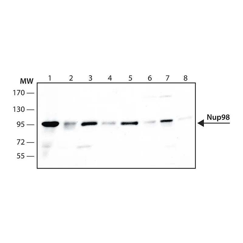 Merck Anti-Nup98 antibody, Rat monoclonal